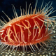 Image for article titled Scientists Discover Mollusks Are Next Evolutionary Stage For Humans